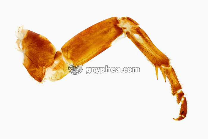 Patte antérieure de Grillon - gryphea.com